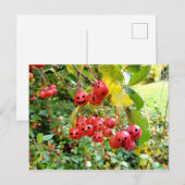 Niedliche Kirschen Postkarte (Vorne/Hinten)