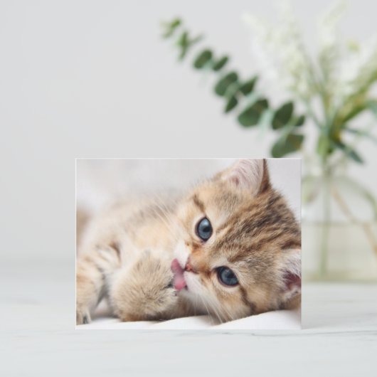 NIEDLICHE KITÄT POSTKARTE (Stehend Vorderseite)