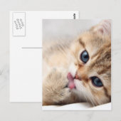 NIEDLICHE KITÄT POSTKARTE (Vorne/Hinten)