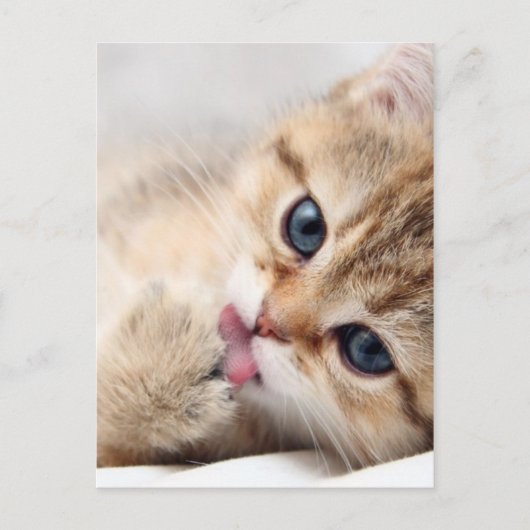 NIEDLICHE KITÄT POSTKARTE (Vorderseite)