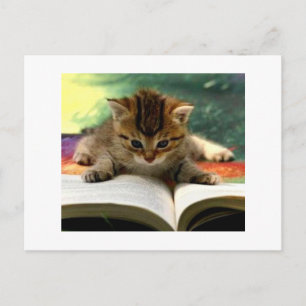 Niedliche Kitten Lesen eines Buches Postkarte