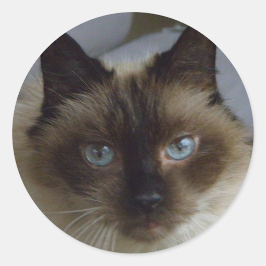 Niedliche Kitten Stickers (Vorderseite)