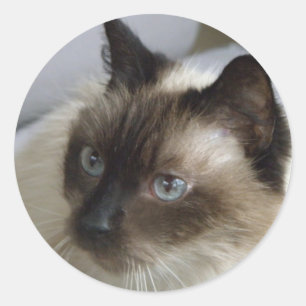 Niedliche Kitten Stickers