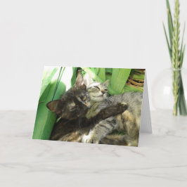 Niedliche Kittens Cuddharta Valentine Karte