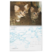 NIEDLICHE KITTIENKATZEN KALENDER (Mär 2026)