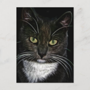 Niedliche Kitty Cat Meow Zielort Geschenke Postkarte