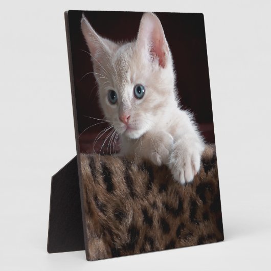 Niedliche Kitty-Looking Fotoplatte (Seite)