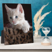 Niedliche Kitty-Looking Fotoplatte (Seite)