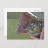 Niedliche Kleine Bird DIY Postkarte (Vorne/Hinten)