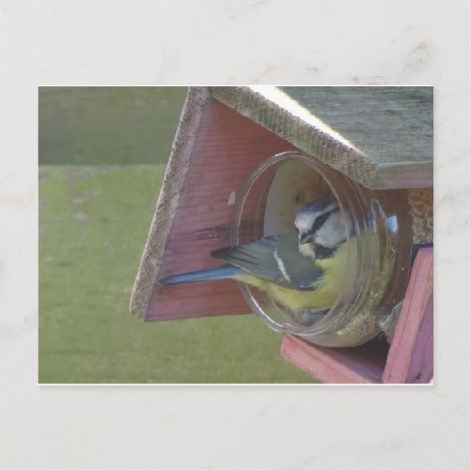 Niedliche Kleine Bird DIY Postkarte (Vorderseite)