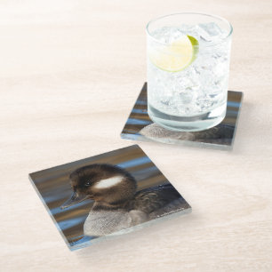 Niedliche kleine Buffelkopfente in sonnenbeleuchte Glasuntersetzer