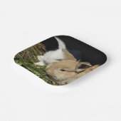 Niedliche kleine, flauschige Teller (Gewinkelt)