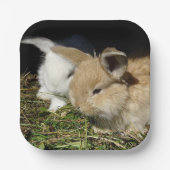 Niedliche kleine, flauschige Teller (Vorderseite)