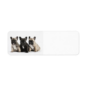 Niedliche kleine französische Bulldoggen