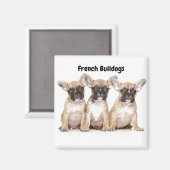 Niedliche kleine französische Bulldogs Magnet (Vorderseite/Rückseite)