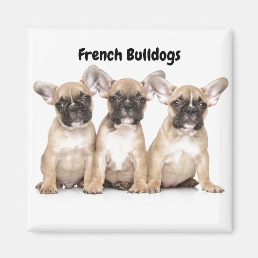 Niedliche kleine französische Bulldogs Magnet (Vorne)