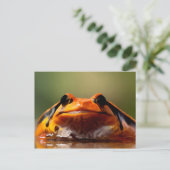 Niedliche Kleine Frosch Amphibienart Postkarte (Stehend Vorderseite)