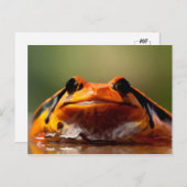 Niedliche Kleine Frosch Amphibienart Postkarte (Vorne/Hinten)