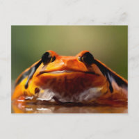 Niedliche Kleine Frosch Amphibienart
