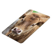 NIEDLICHE KLEINE KUHE MAGNET (Linke Seite)