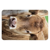 NIEDLICHE KLEINE KUHE MAGNET (Horizontal)