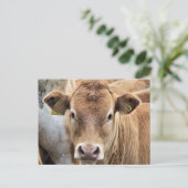 NIEDLICHE KLEINE KUHE POSTKARTE (Stehend Vorderseite)