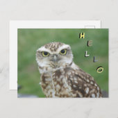 Niedliche kleine Owl HELLO Postkarte (Vorne/Hinten)