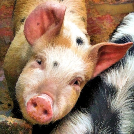 NIEDLICHE KLEINE PIG-Grußkarte