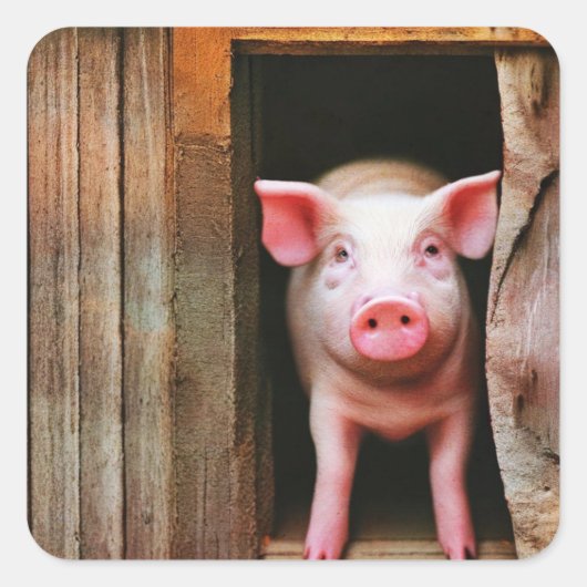 Niedliche kleine Piggy Stickers (Vorderseite)