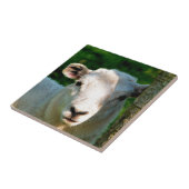 NIEDLICHE KLEINE SCHAFE FLIESE (Seite)