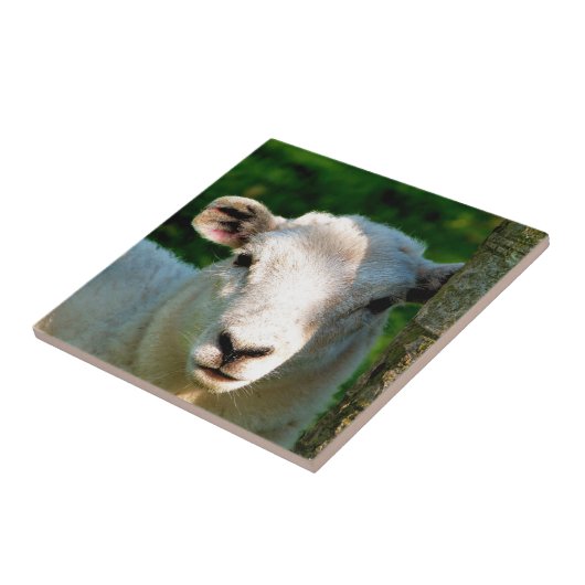 NIEDLICHE KLEINE SCHAFE FLIESE (Seite)