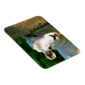 NIEDLICHE KLEINE SCHAFE MAGNET (Rechte Seite)