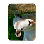 NIEDLICHE KLEINE SCHAFE MAGNET (Vertikal)