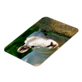NIEDLICHE KLEINE SCHAFE MAGNET (Linke Seite)