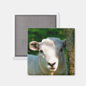 NIEDLICHE KLEINE SCHAFE MAGNET (Vorderseite/Rückseite)