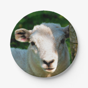 NIEDLICHE KLEINE SCHAFE PAPPTELLER