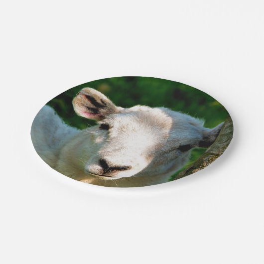 NIEDLICHE KLEINE SCHAFE PAPPTELLER (Schrägansicht)