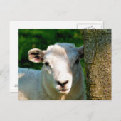 NIEDLICHE KLEINE SCHAFE POSTKARTE (Vorne/Hinten)