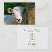 NIEDLICHE KLEINE SCHAFE VISITENKARTE (Vorne/Hinten)