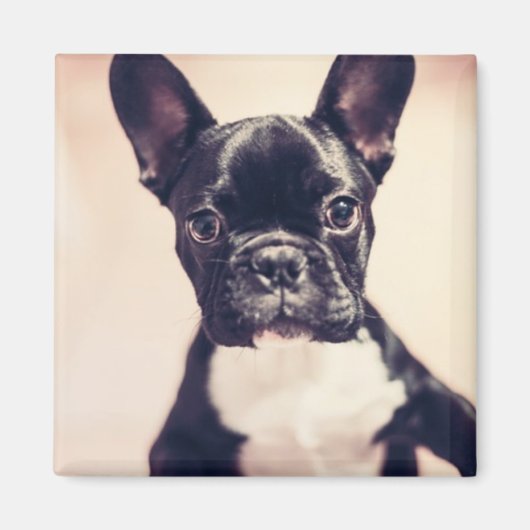 Niedliche kleine Schwarz-Weiß-Welpe Magnet (Vorne)