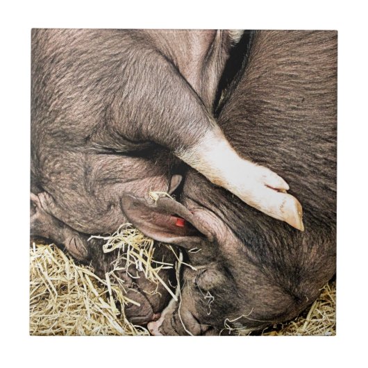 NIEDLICHE KLEINE SCHWEINE FLIESE (Vorderseite)