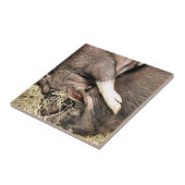 NIEDLICHE KLEINE SCHWEINE FLIESE (Seite)
