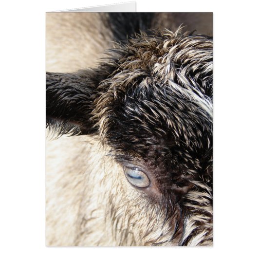 Niedliche kleine Ziege (Vorne)