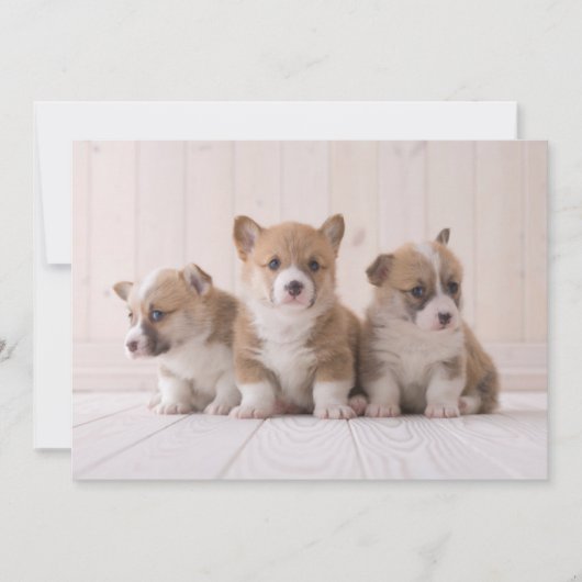 Niedliche Kleintiere | 3 Baby Corgis Dankeskarte (Vorderseite)