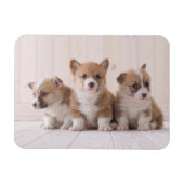Niedliche Kleintiere | 3 Baby Corgis Magnet (Horizontal)
