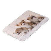 Niedliche Kleintiere | 3 Baby Corgis Magnet (Linke Seite)