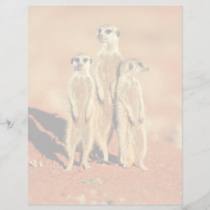 Niedliche Kleintiere 3 Meerkatze