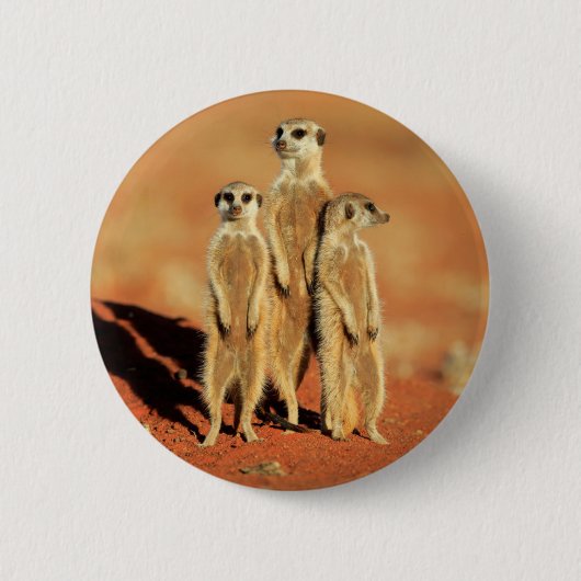 Niedliche Kleintiere | 3 Meerkatze Button (Vorderseite)