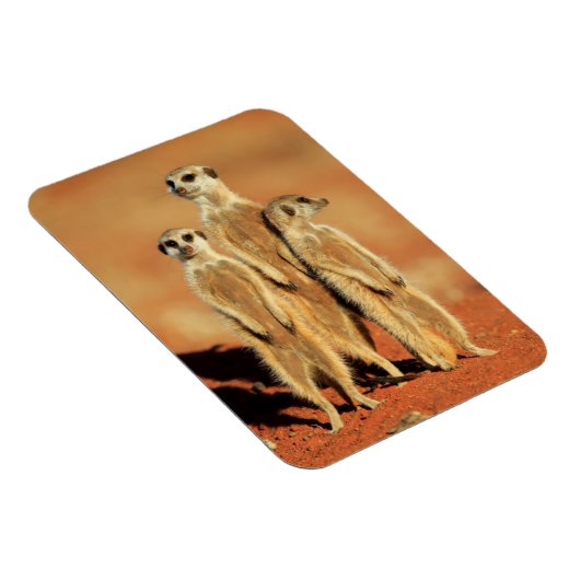 Niedliche Kleintiere | 3 Meerkatze Magnet (Rechte Seite)