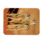 Niedliche Kleintiere | 3 Meerkatze Magnet (Horizontal)